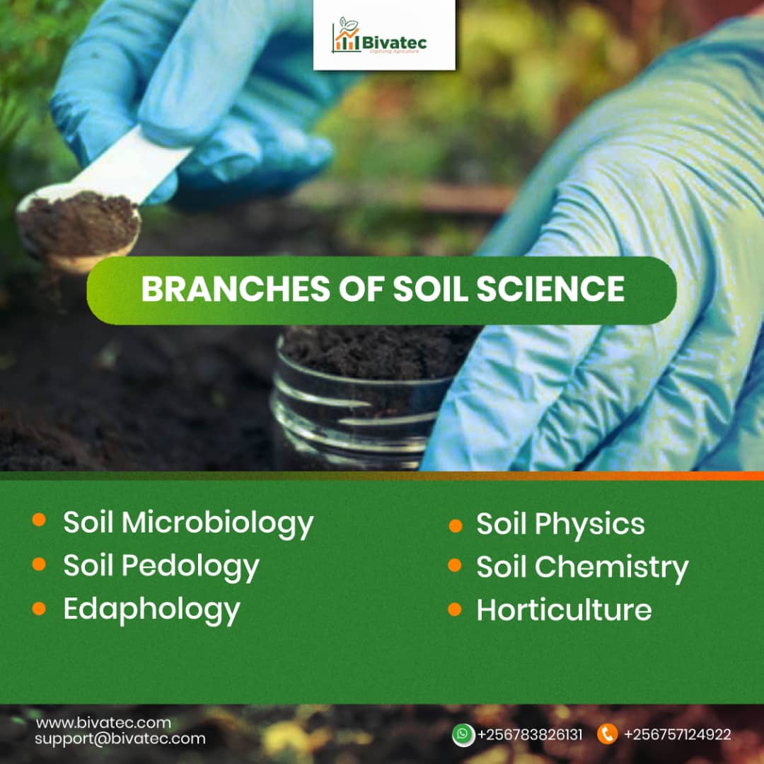 A Guide to Soil Science, Nursery Bed Management, and Transplanting for