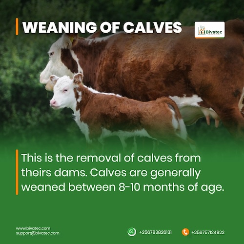 Weaning Calves Gentle Techniques for a StressFree Transition for