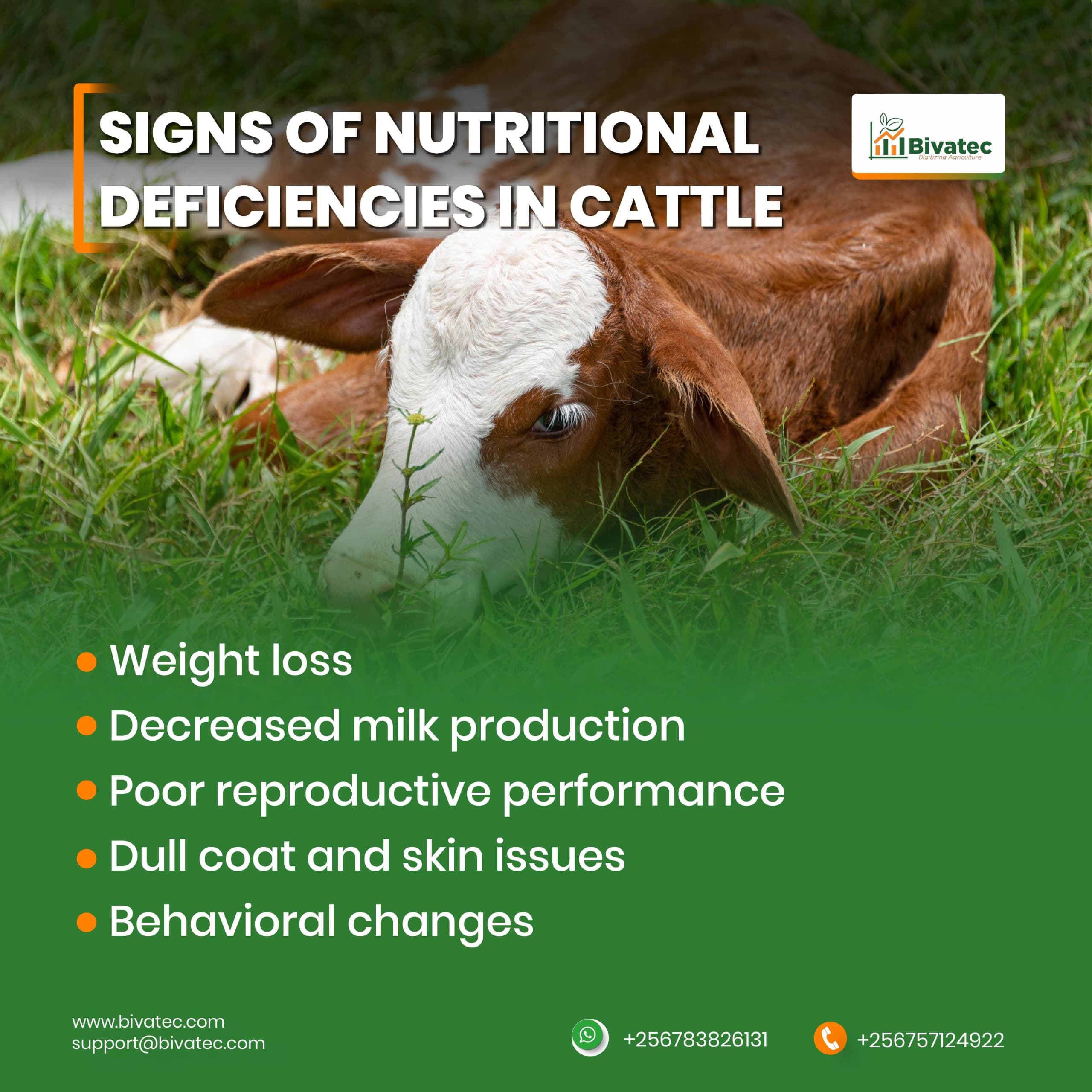Nutritional Deficiencies in Cattle Signs, Impacts, & Solutions
