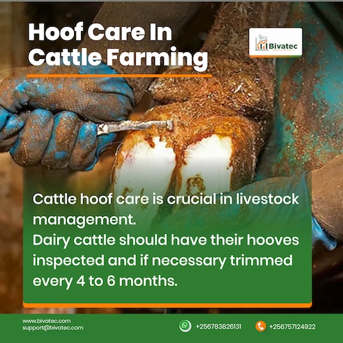 The Ultimate Checklist for Cattle Hoof Care A Comprehensive Guide
