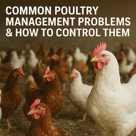 Common Poultry Management Problems & How to Control Them