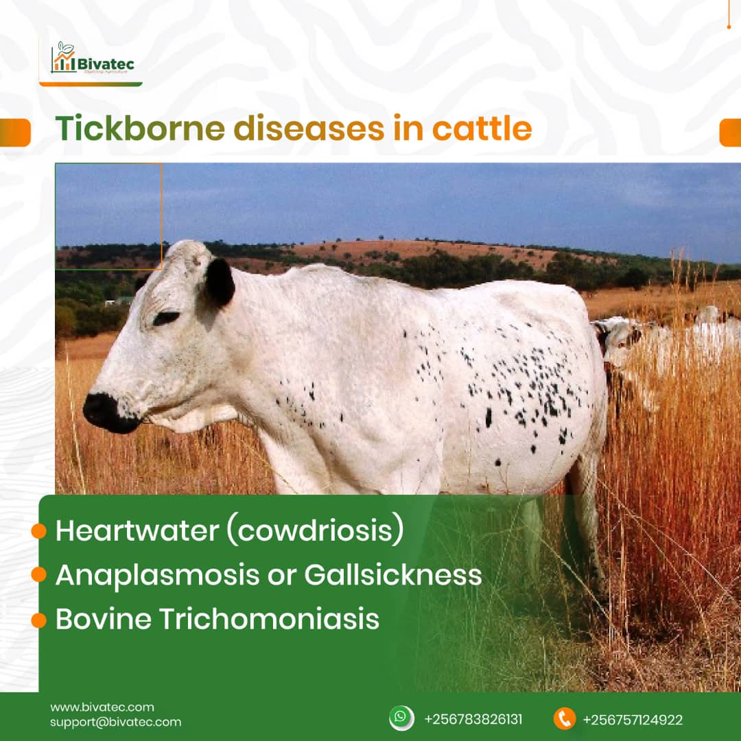 managing-major-cattle-diseases-anaplasmosis-heartwater-and-bovine