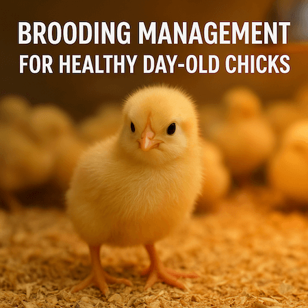 Brooding Management for Healthy Day-Old Chicks