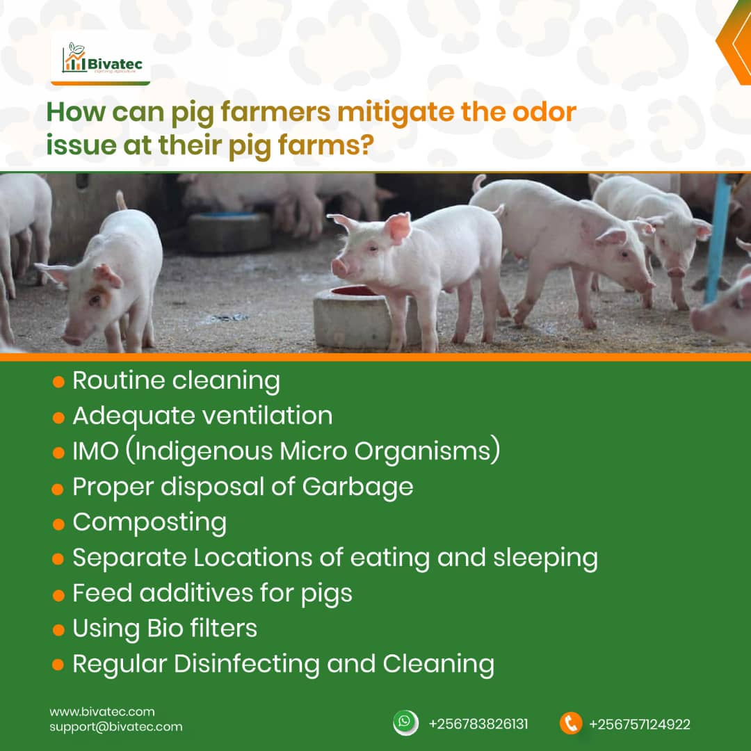 Pig Farm Odor Management Strategies for a SmellFree Environment