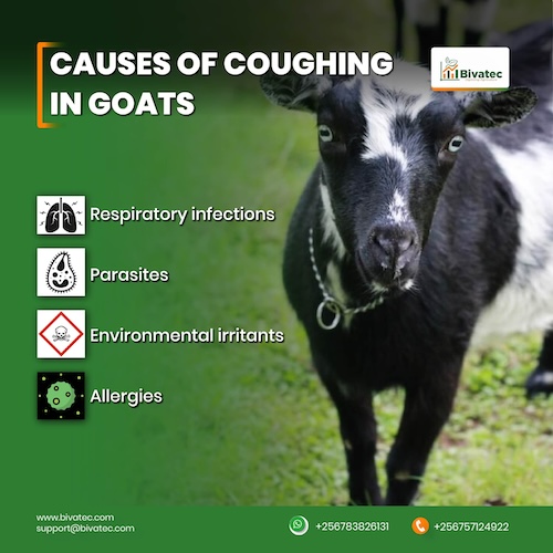 GOAT Meaning What Does Goat Stand for and How to Use It