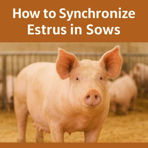 How to Synchronize Estrus in Sows for Efficient Breeding.