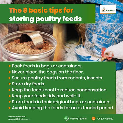 Poultry Feeding Success Best Practices for Chicken Feed Storage