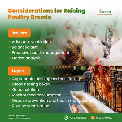 Should You Start With Broiler or Layer Chickens? A Beginner's Guide to