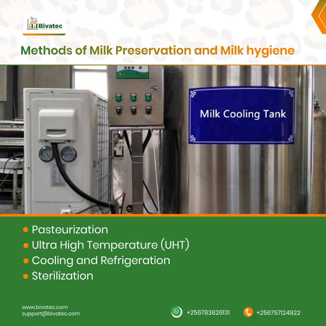 Milk Hygiene and Milk Preservation Ensuring Quality, Safety, and Longevity