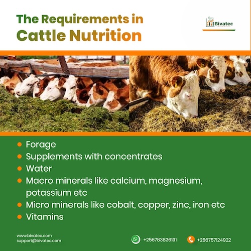 Grass to Gains The Essential Guide to Cattle Nutrition