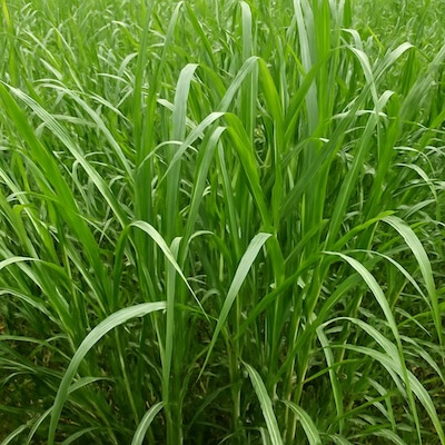 Napier grass