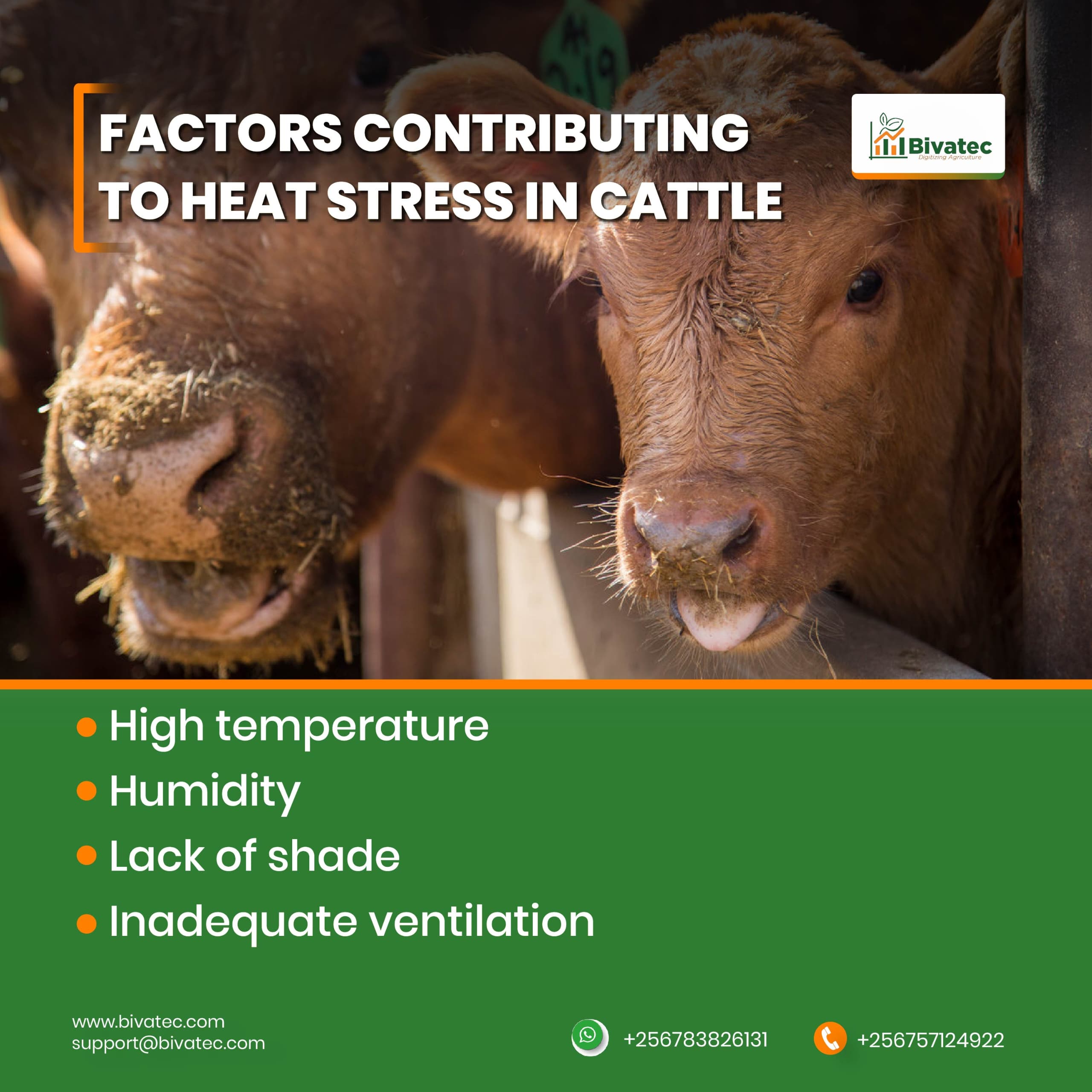 Heat Stress in Cattle How to Keep Your Herd Cool & Productive