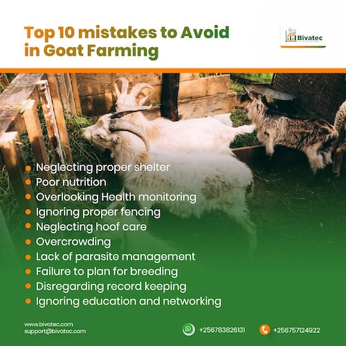 10 Common Goat Farming Mistakes and How to Fix Them