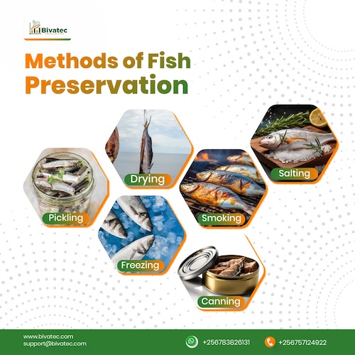 Fish Preservation Techniques Ensuring Freshness Beyond the Shoreline