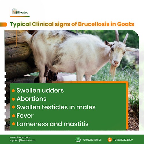 Preventing and Controlling Brucellosis in Goats Essential Measures