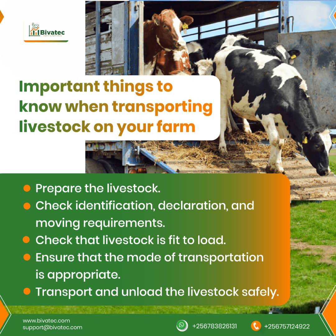 Transporting Livestock Safely Guidelines for Ensuring Animal Welfare