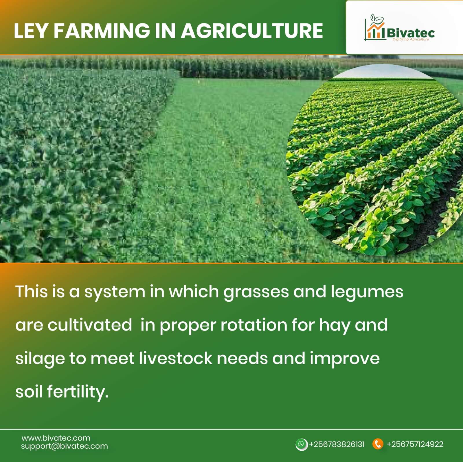Efficient Grass and Legume Management for Sustainable Ley Farming.