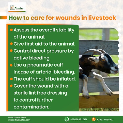 Essential Steps for Effective Wound Care in Livestock A Comprehensive