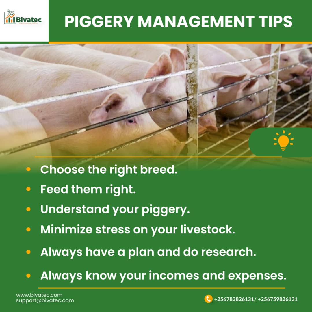 Successful Pig Production And Management Key Factors To Consider